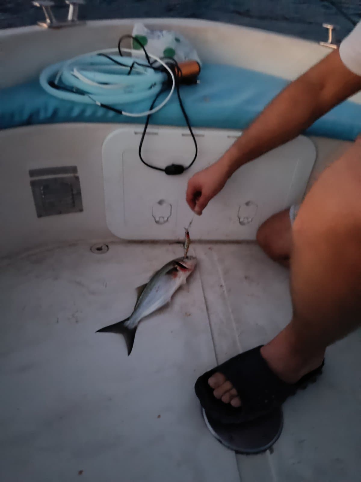 Fresh catch on the boat deck